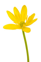 Lesser celandine