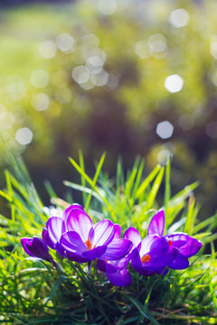 Fototapeta crocus - one of the first spring flowers