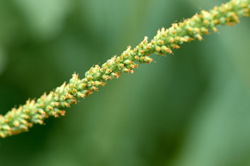 A stalk of grass