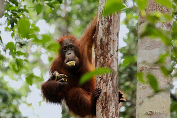 Wild Orang Utan in the jungle of Bormeo enjoying a banana