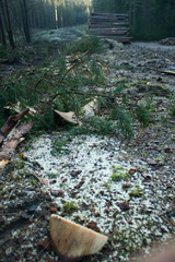 sawdust on the ground in the forest