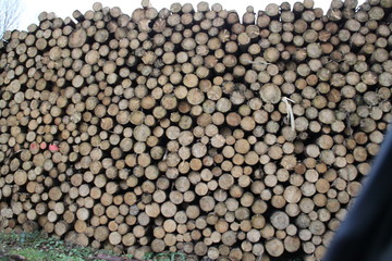 Log yard of a logging sawmill