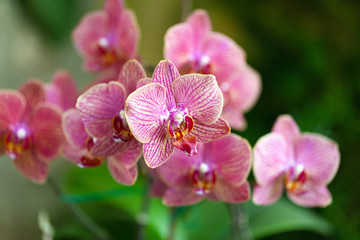 Bush of red burgundy striped orchids. Front view. The concept of growing and caring for decorative flowering exotic plants.