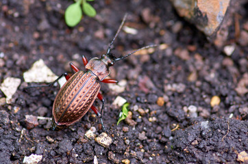 Beetle on the ground