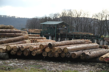 Log yard of a logging sawmill