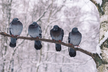 Blue pigeons sit on a branch of birch on a frosty day. A flock of birds close-up. Animals in the...
