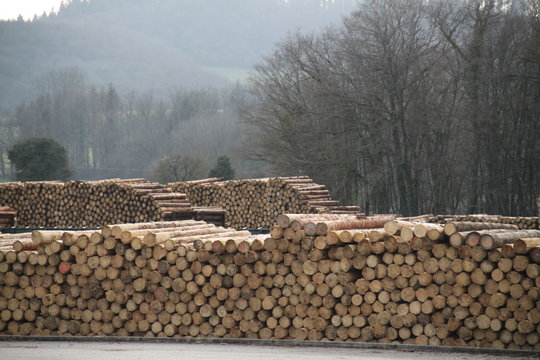 Log yard of a logging sawmill