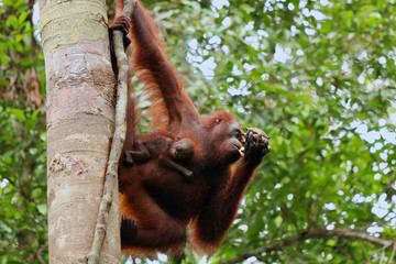 Wild Orang Utan in the jungle of Bormeo with her cute baby