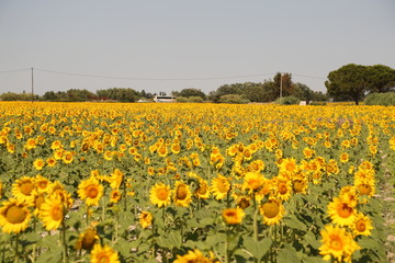 Fototapeta premium Sunfower Field at Provence France