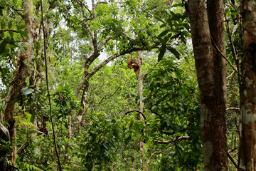 Wild Orang Utan in the jungle of Bormeo