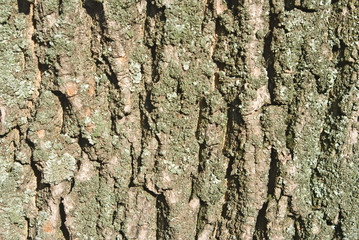 image of tree bark close-up