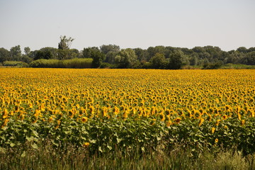 Fototapeta premium Sunfower Field at Provence France