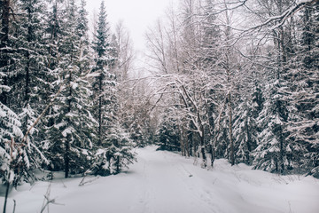 Evening in winter cold forest