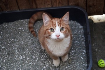 small red white kitten is sitting in the litter box and looking up to the camera