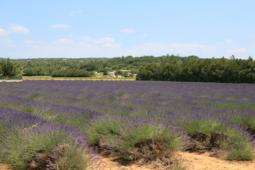 Lavender Field at Provence France