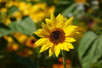 Sonnenblume