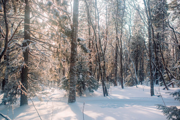 Evening in winter cold forest