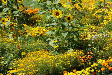 Sonnenblumen in einem Garten
