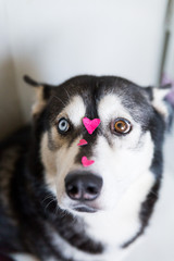 cute husky dog with different eyes color with a heart on the nose