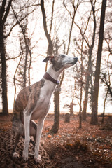 jung female dog of whippet. She is sitting on the trunk. Autumn photoshooting in the park.