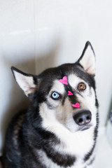 cute husky dog with different eyes color with a heart on the nose