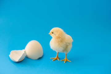 Newborn yellow chicken and broken eggs.