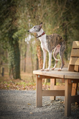 Female of whippet is standing on bench. She has an order and she waiting for tidbit. 