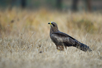Birds of Prey, Predators , Eagles