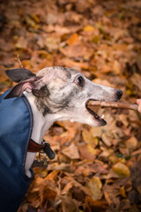 Jung female of whippet is eating stick. Is she hungry?