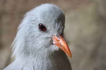 Head of an endangered kagu rhynochetos jubatus in three-quarter front view
