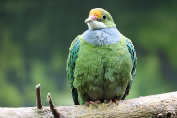 Orange-fronted fruit dove ptilinopus aurantiifrons in frontal view, sitting on a branch