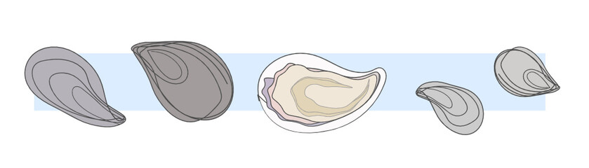 A set of pastel coloured deliciously fresh oysters in shells with the light blue background