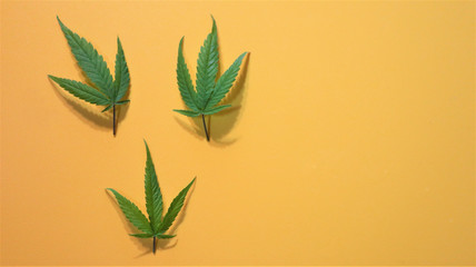 Cannabis leaf, marijuana. Bright green Hemp leaves on yellow background.