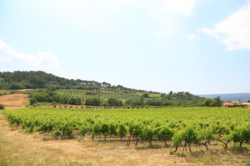Fototapeta na wymiar View of Vineyard Provence France