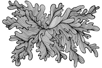 Decorative seaweed drawing coloring page. Elegant abstract plant pattern. © Olha