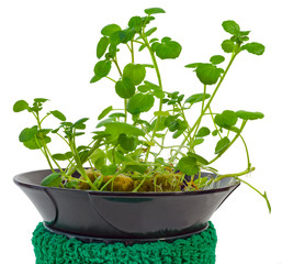 Homegrown hydroponic watercress isolated on white. Watercress is a member of the nasturtium family.