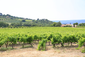 Fototapeta na wymiar View of Vineyard Provence France