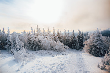 Evening in winter cold forest