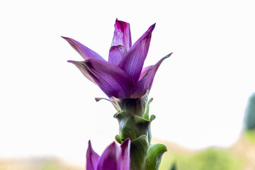 Picture of a purple Flower