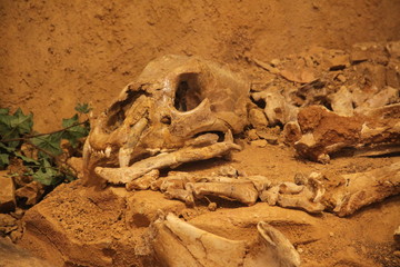 Predator animal skeleton bones on the floor