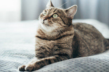 Portrait of a short-haired gray cat looking up