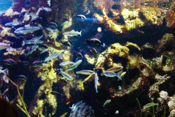 Fototapeta na wymiar shiny fish in the aquarium