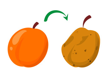 Rotten peach and fresh fruit vector isolated. Food waste