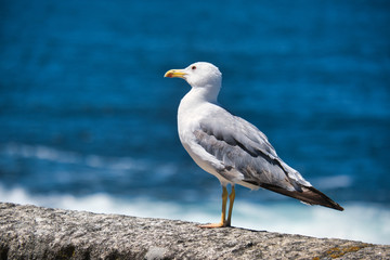 Seagull Resting On Wall Watching The Sea
