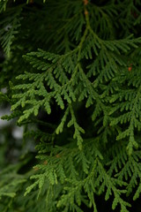 thuja green branch
