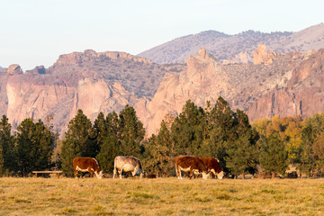 A group of cows grazing at sunset with Smith Rock State Park in the background in Terrebonne