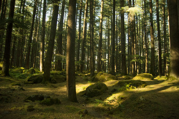 Deodar trees in Manali woods, india