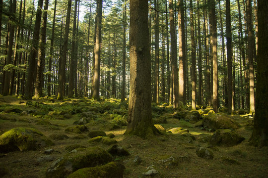 Deodar trees in Manali woods, india