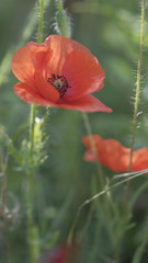Beautiful red poppies on spring meadow close up. Natural spring background