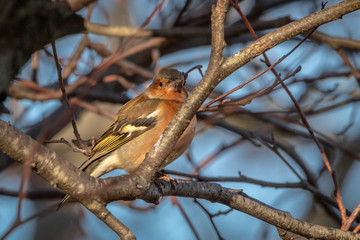 A Brambling Bird in a Tree, County Wicklow